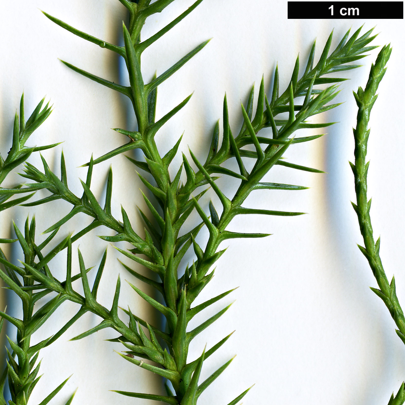 High resolution image: Family: Cupressaceae - Genus: Juniperus - Taxon: polycarpos var. seravschanica High resolution image: Family: Cupressaceae - Genus: Juniperus - Taxon: polycarpos var. seravschanica